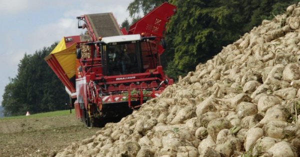 Schweizer Zuckerbranche fürchtet Kürzung von Förderbeiträgen, Flächenverlust und Fabrikschliessungen