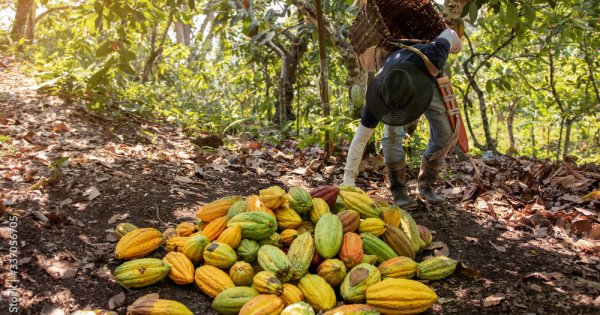 Favoriten auf dem Prüfstand: Barry Callebaut stellt Weichen auf «nachhaltiges» Wachstum