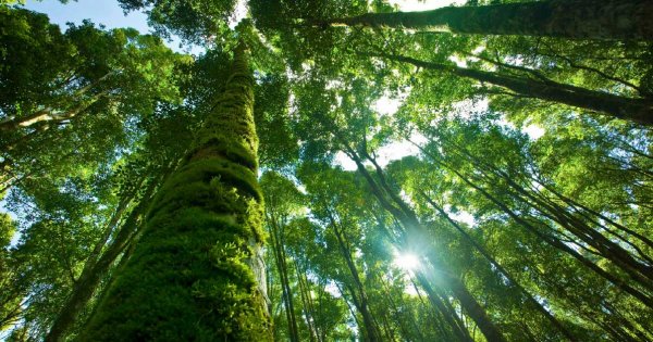 How the World's Most Admired Companies prioritize ESG