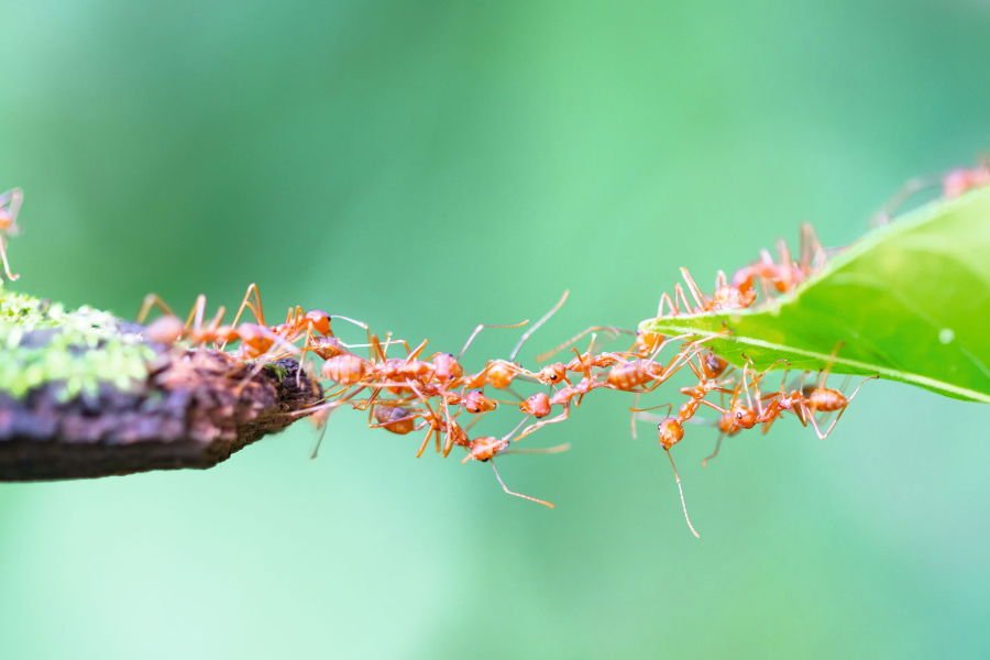 Kooperative Unternehmen